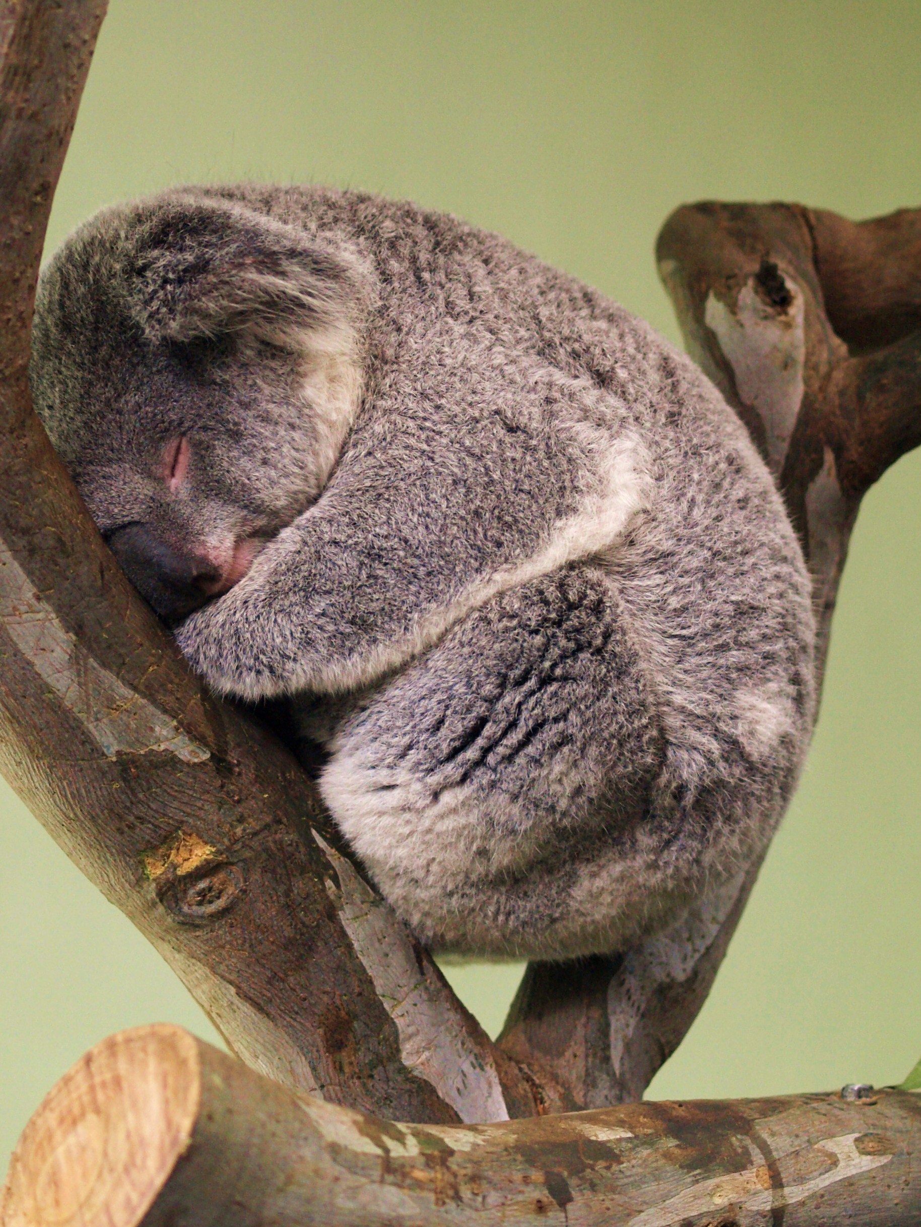 オーストラリアの動物たち ２００８ シドニー オーストラリア の旅行記 ブログ By ぶーぶーさん フォートラベル