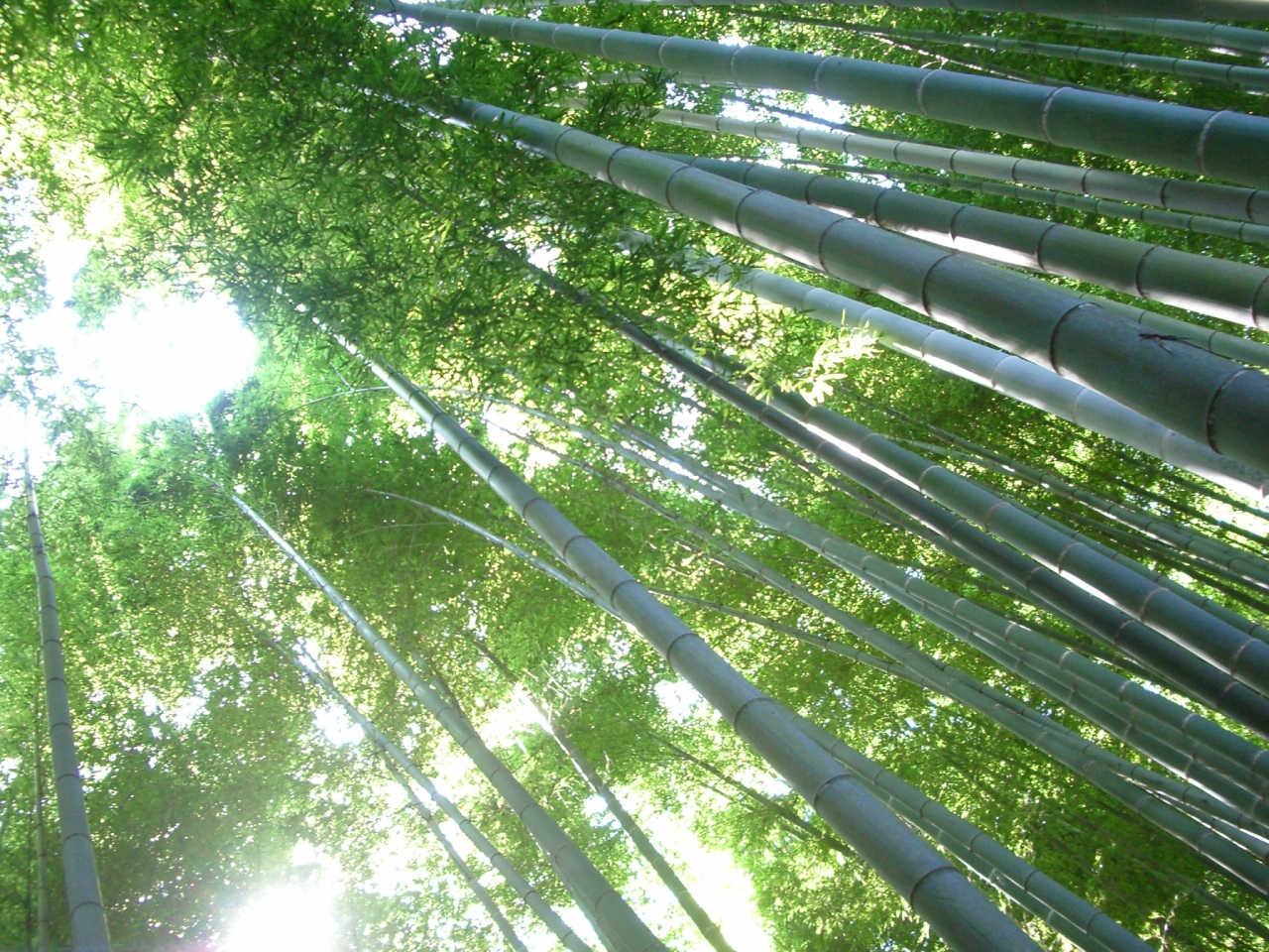 夏の鎌倉 鎌倉駅 二階堂周辺 鎌倉 神奈川県 の旅行記 ブログ By ジャカランダさん フォートラベル