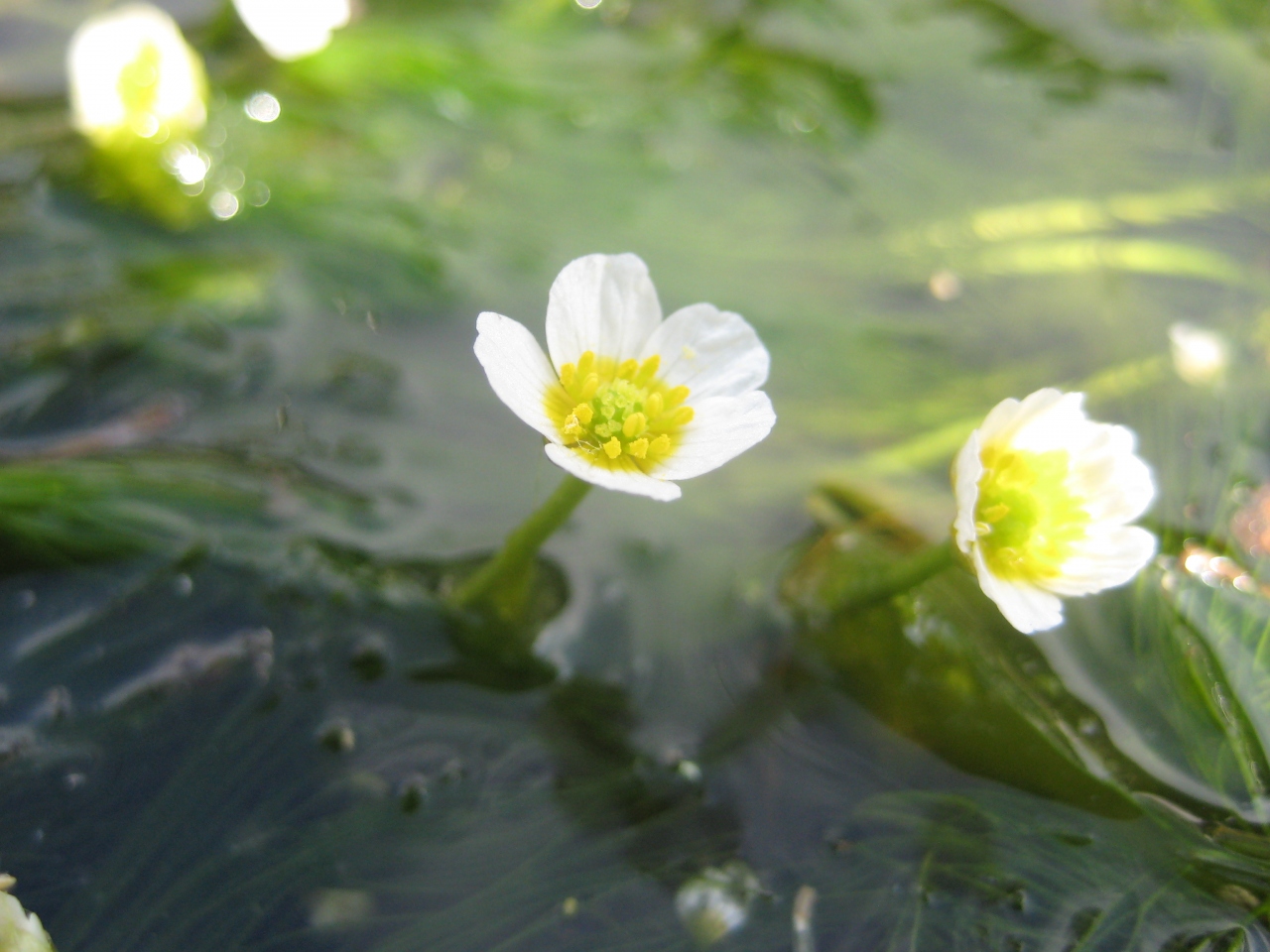梅花藻がみたい 醒井へ 滋賀県の旅行記 ブログ By スーポンドイツさん フォートラベル