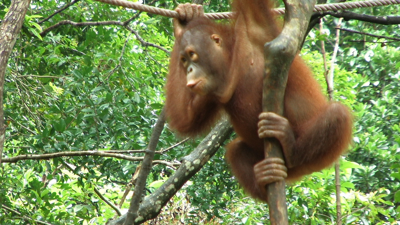 海とジャングルと動物と ボルネオ島 マレーシア の旅行記 ブログ By Takanoriさん フォートラベル