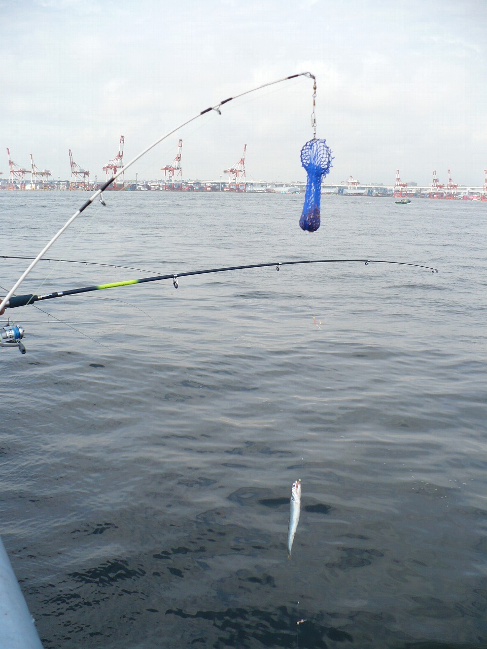 大黒ふ頭 釣り