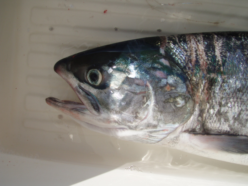 ぷらっと白糠 鮭釣り 白糠 音別 北海道 の旅行記 ブログ By Sya さん フォートラベル ぷらっと白糠 鮭釣り 白糠 音別 北海道 の旅行記 ブログ By Sya さん フォートラベル