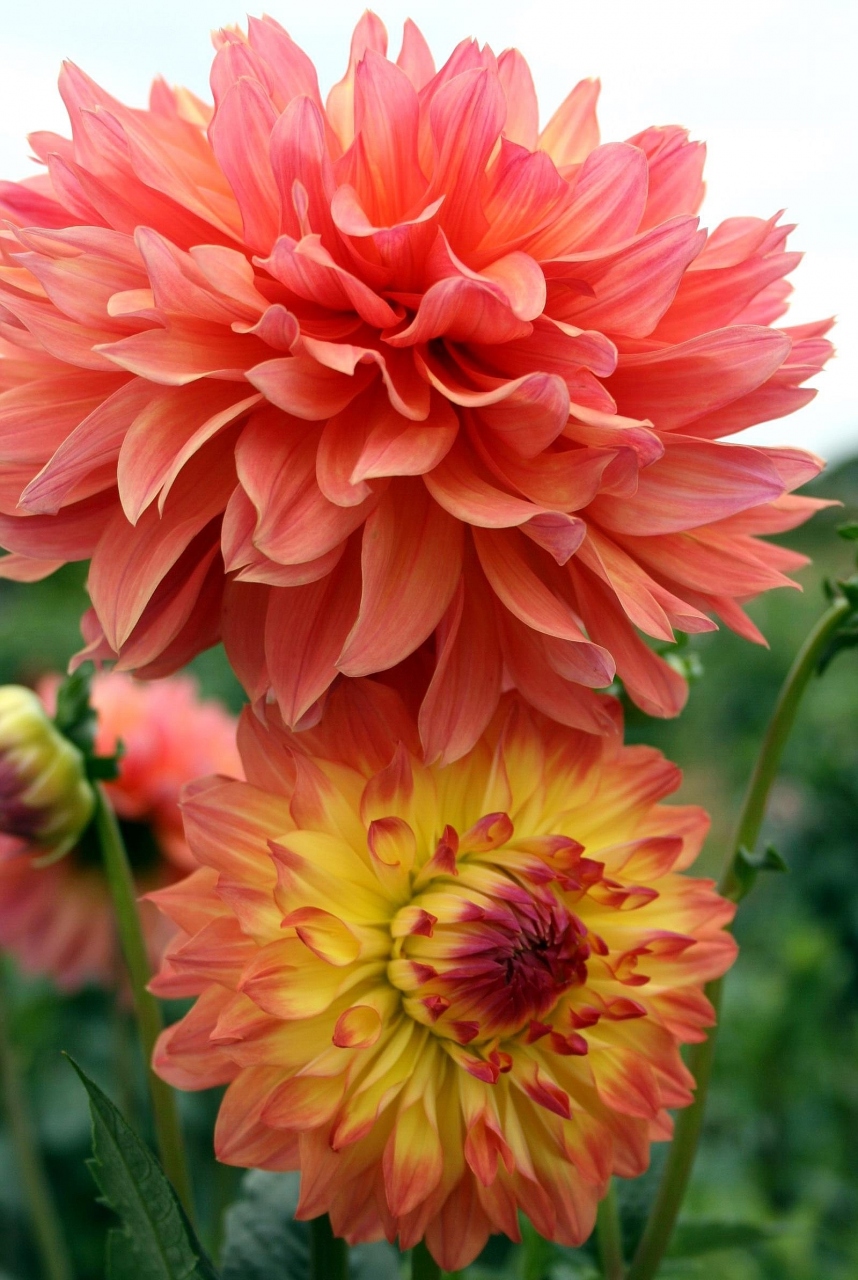 ひとり旅 363 せら高原 世羅高原農場 秋のダリア祭 Dahlia 広島県世羅町 世羅 広島県 の旅行記 ブログ By Mechagodzilla 703さん フォートラベル