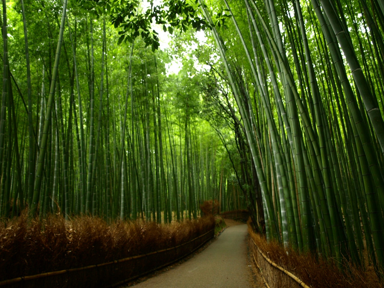 処暑の京都 1 雨の嵐山 天龍寺 大河内山荘 嵐山 嵯峨野 太秦 桂 京都 の旅行記 ブログ By 春風さん フォートラベル