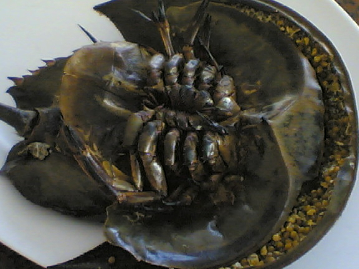 タイ バンサレー カブトガニ を食べてみました パタヤ タイ の旅行記 ブログ By ちんちくりんさん フォートラベル
