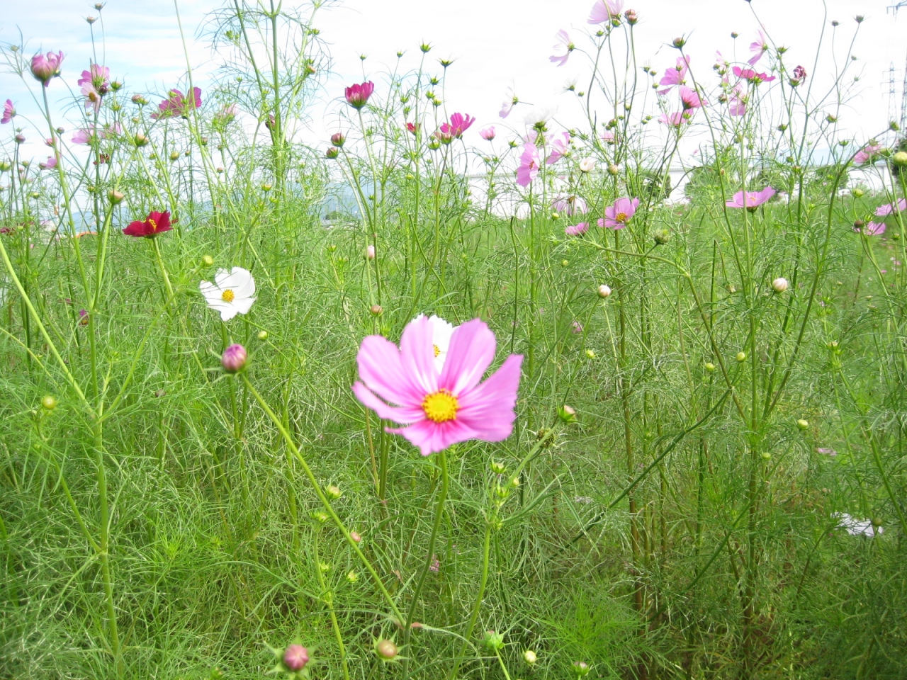 1000万本のコスモスを愛でるはずが キリンビール福岡工場 福岡県の旅行記 ブログ By ありママさん フォートラベル