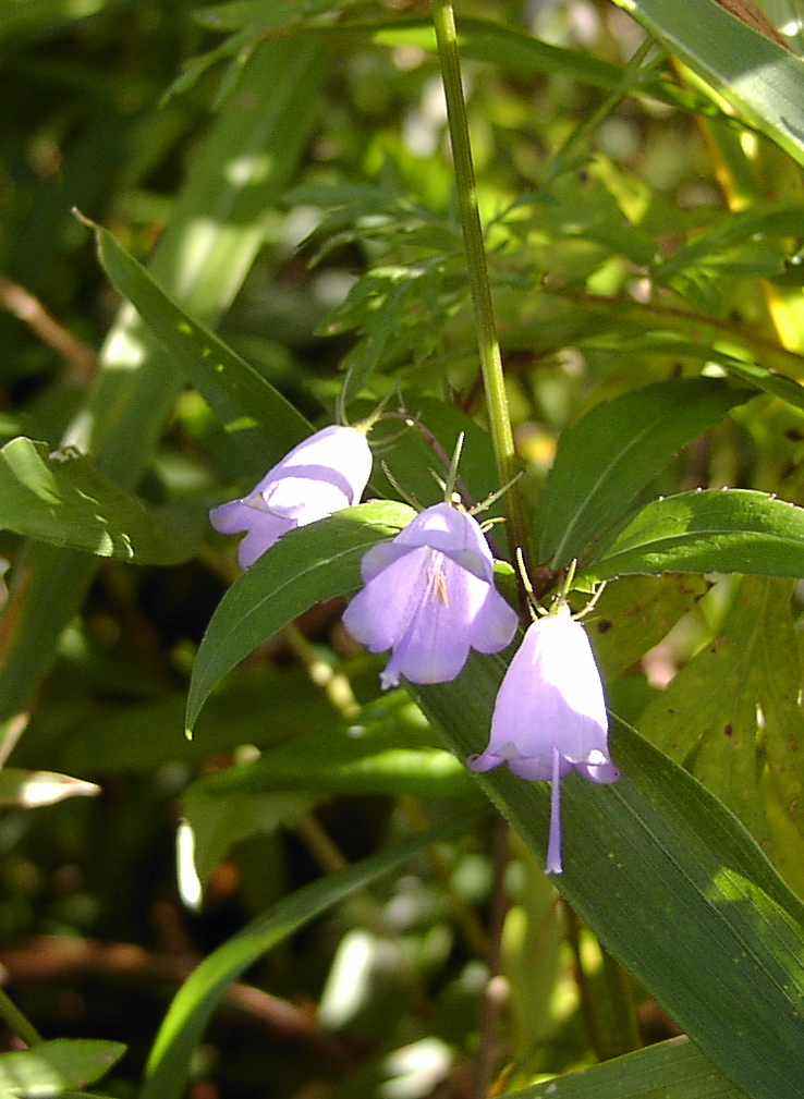 伊吹山 秋の花 米原 滋賀県 の旅行記 ブログ By キャプテンkさん フォートラベル