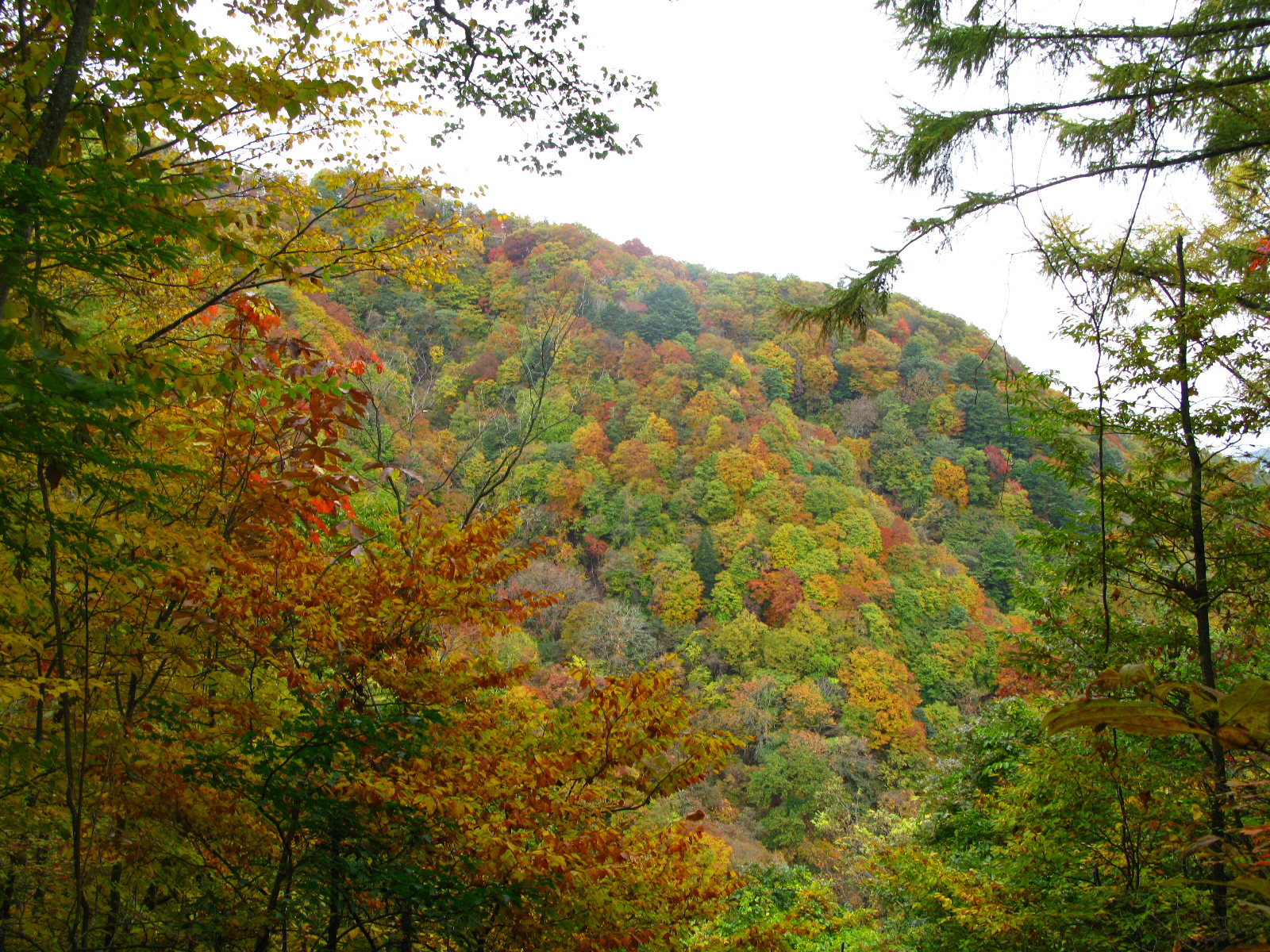 大菩薩峠 大菩薩嶺へ紅葉散策 勝沼 塩山 山梨県 の旅行記 ブログ By Turbo Powerさん フォートラベル