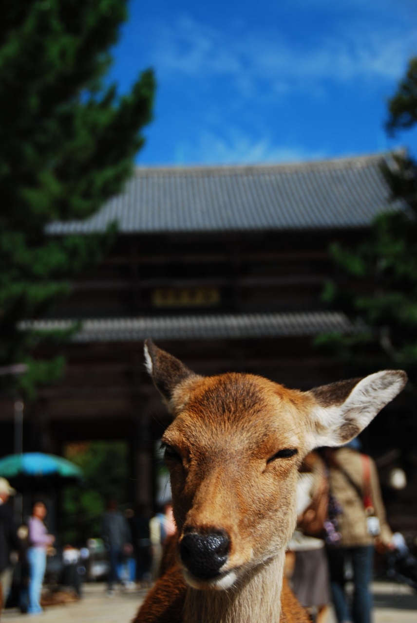 鹿の角きりと世界遺産 奈良公園 東大寺と春日大社を尋ねて 奈良市 奈良県 の旅行記 ブログ By Mark Xhkさん フォートラベル