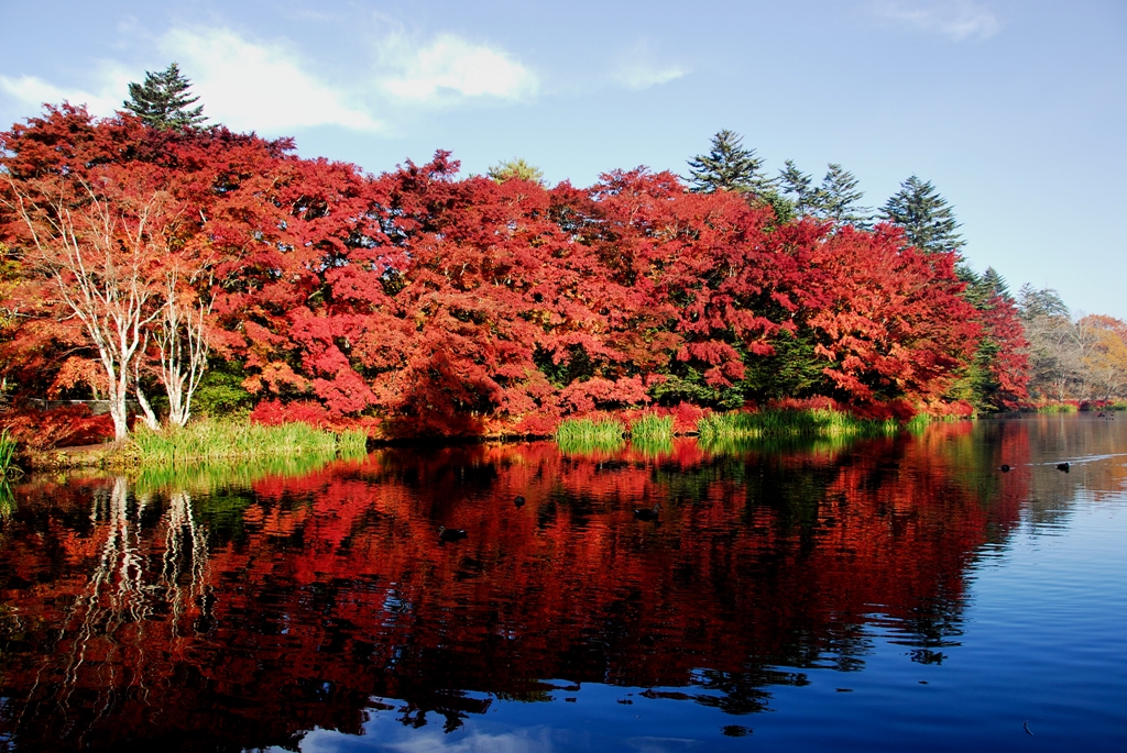 週末フリーパス 雲場池の紅葉と旧軽井沢 軽井沢 長野県 の旅行記 ブログ By 気まぐれなデジカメ館さん フォートラベル 週末フリーパス 雲場池の紅葉と旧軽井沢 軽井沢 長野県 の旅行記 ブログ By 気まぐれなデジカメ館さん フォートラベル