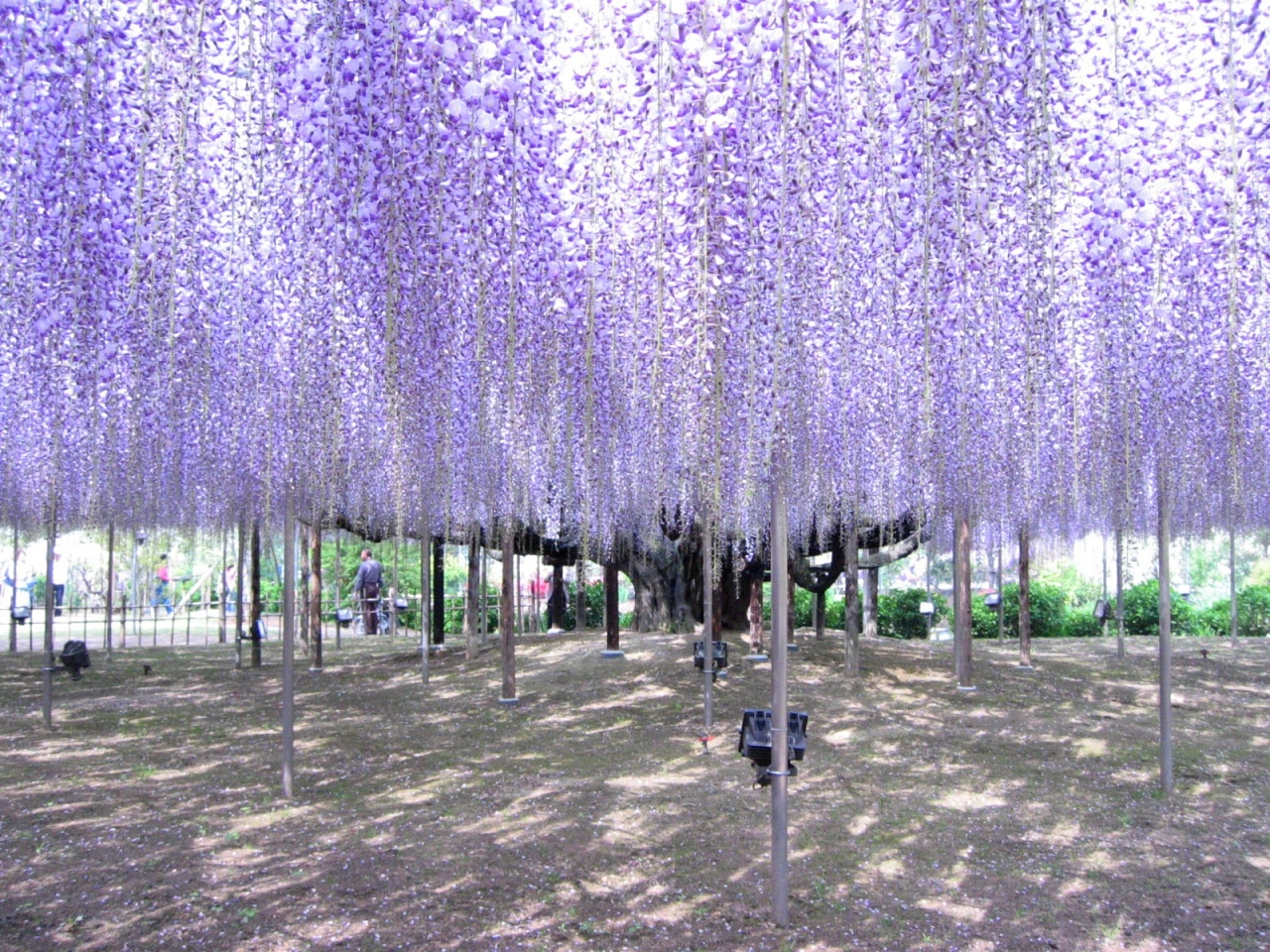 第５弾 あしかがフラワーパーク大藤まつりと小京都足利 花の名所めぐり ひよこバスツアー 足利 栃木県 の旅行記 ブログ By 高級和牛の会のかいさん フォートラベル