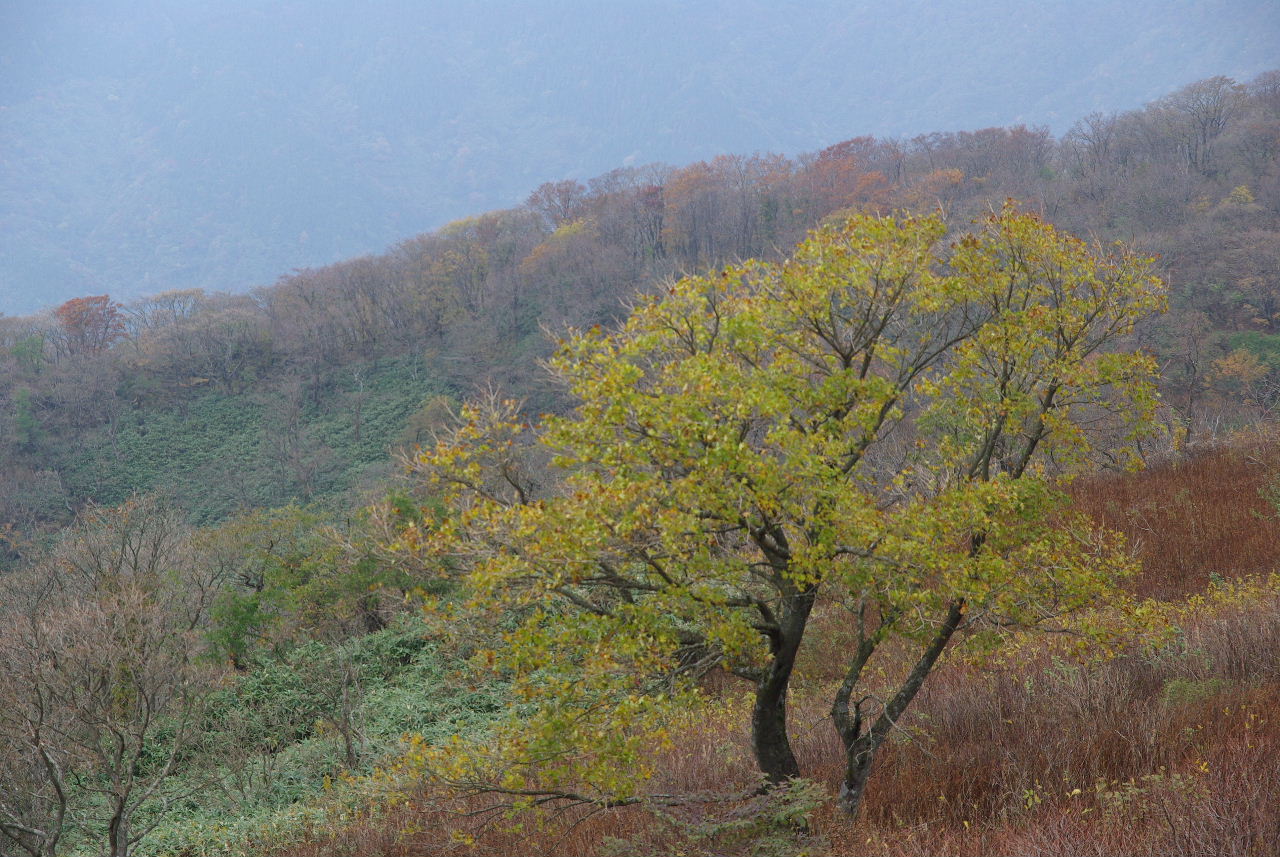 紅葉が始まった伊吹山へ 米原 滋賀県 の旅行記 ブログ By Jyugonさん フォートラベル