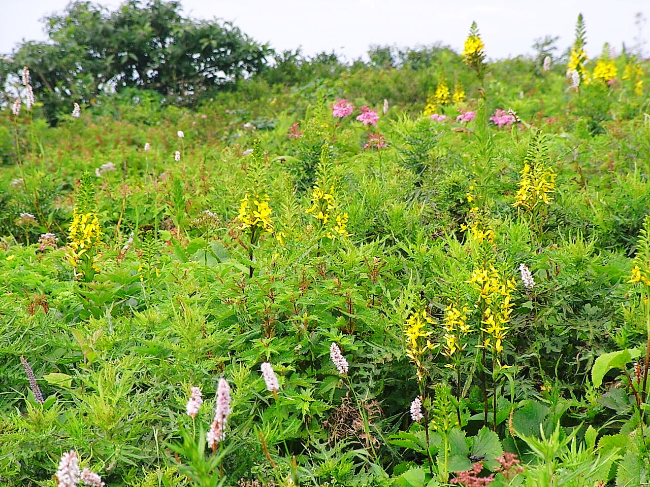 夏の伊吹山お花畑ハイキング 滋賀県の旅行記 ブログ By ゆっこさん フォートラベル 夏の伊吹山お花畑ハイキング 滋賀県の旅行記 ブログ By ゆっこさん フォートラベル
