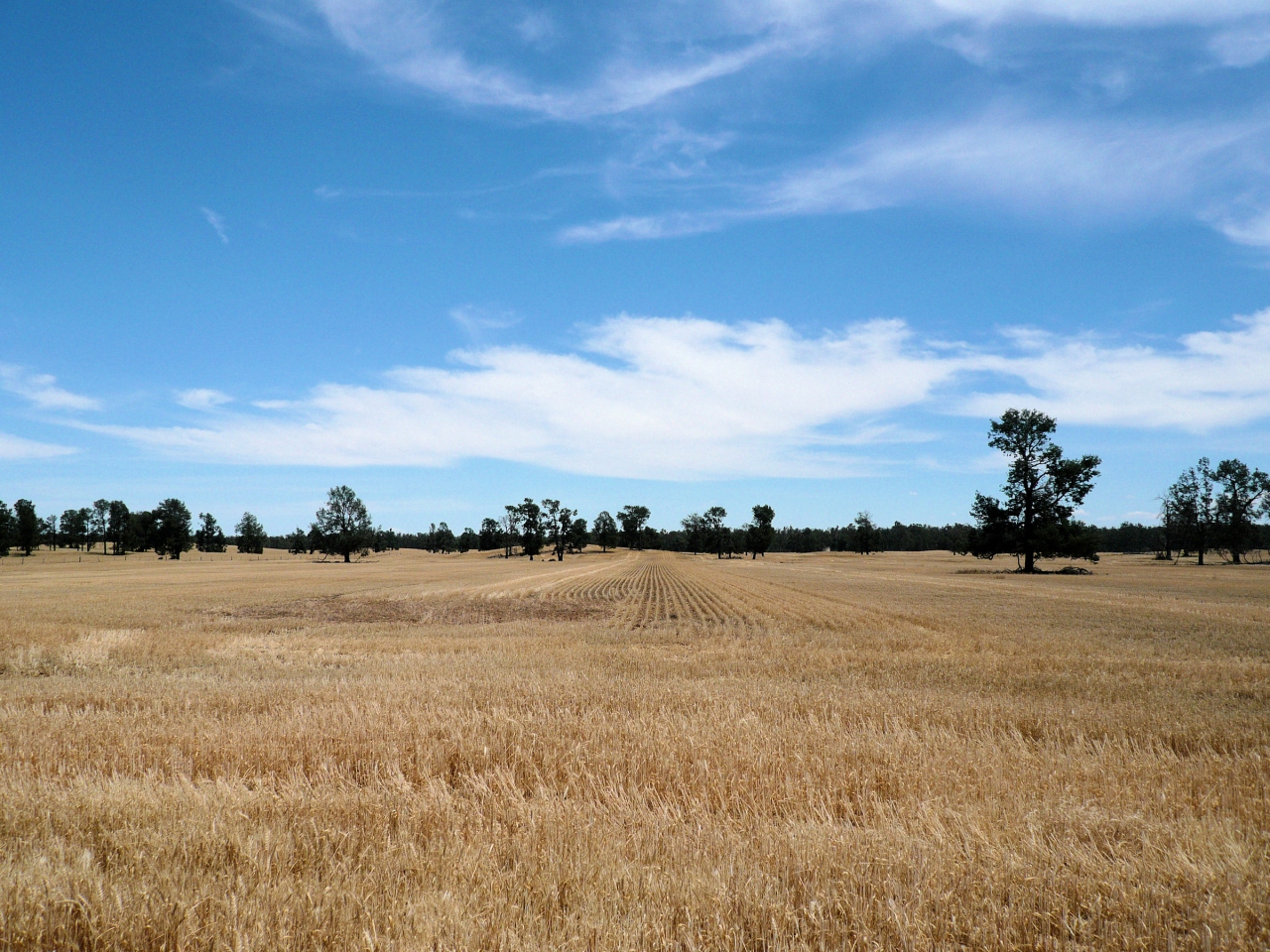 ビクトリア州 酪農の街 コブラム Cobram エチューカ Echuca ビクトリア州 オーストラリア の旅行記 ブログ By Gogo Toursさん フォートラベル ビクトリア州 酪農の街 コブラム Cobram エチューカ Echuca ビクトリア州 オーストラリア の旅行記 ブログ By Gogo Toursさん フォートラベル