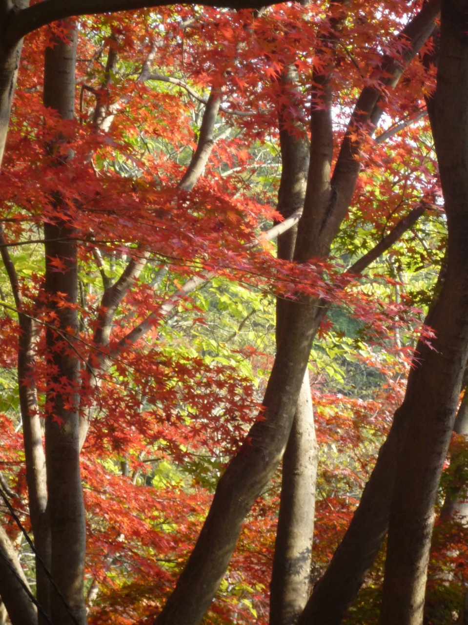 紅葉ハイク神戸布引 08 六甲山 摩耶山周辺 兵庫県 の旅行記 ブログ By キートンさん フォートラベル 紅葉ハイク神戸布引 08 六甲山 摩耶山周辺 兵庫県 の旅行記 ブログ By キートンさん フォートラベル