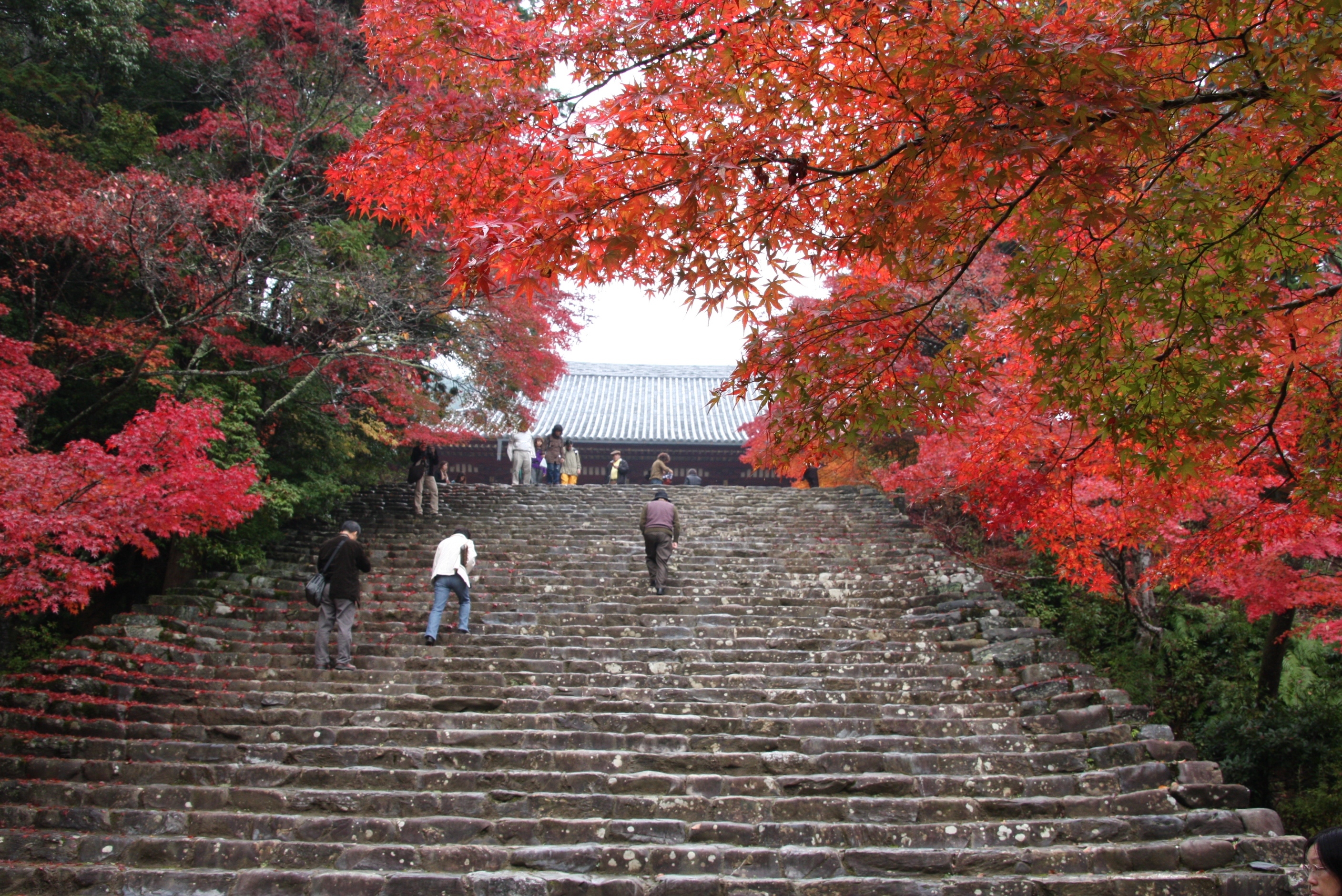 紅葉狩り２００８ 京都 三尾 神護寺 西明寺 高山寺 京都の旅行記 ブログ By Morino296さん フォートラベル