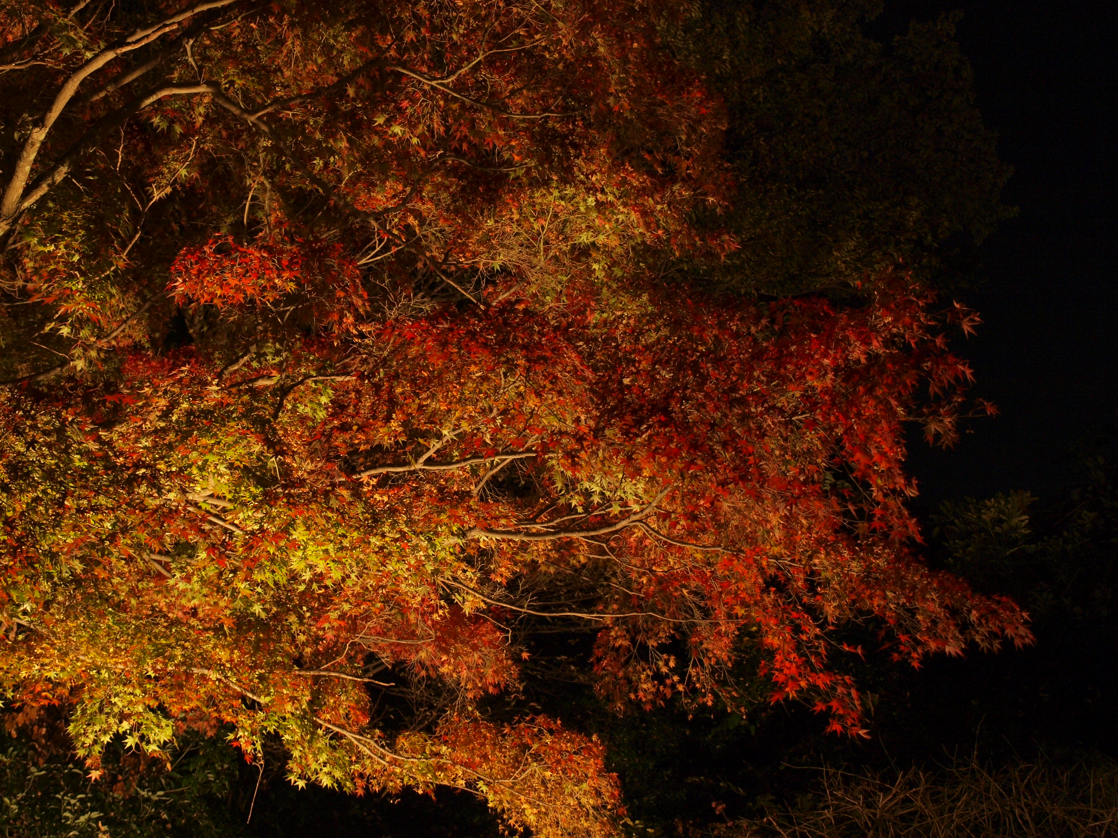 鎌倉 長谷寺 紅葉のライトアップ 鎌倉 神奈川県 の旅行記 ブログ By 大王さん フォートラベル 鎌倉 長谷寺 紅葉のライトアップ 鎌倉 神奈川県 の旅行記 ブログ By 大王さん フォートラベル