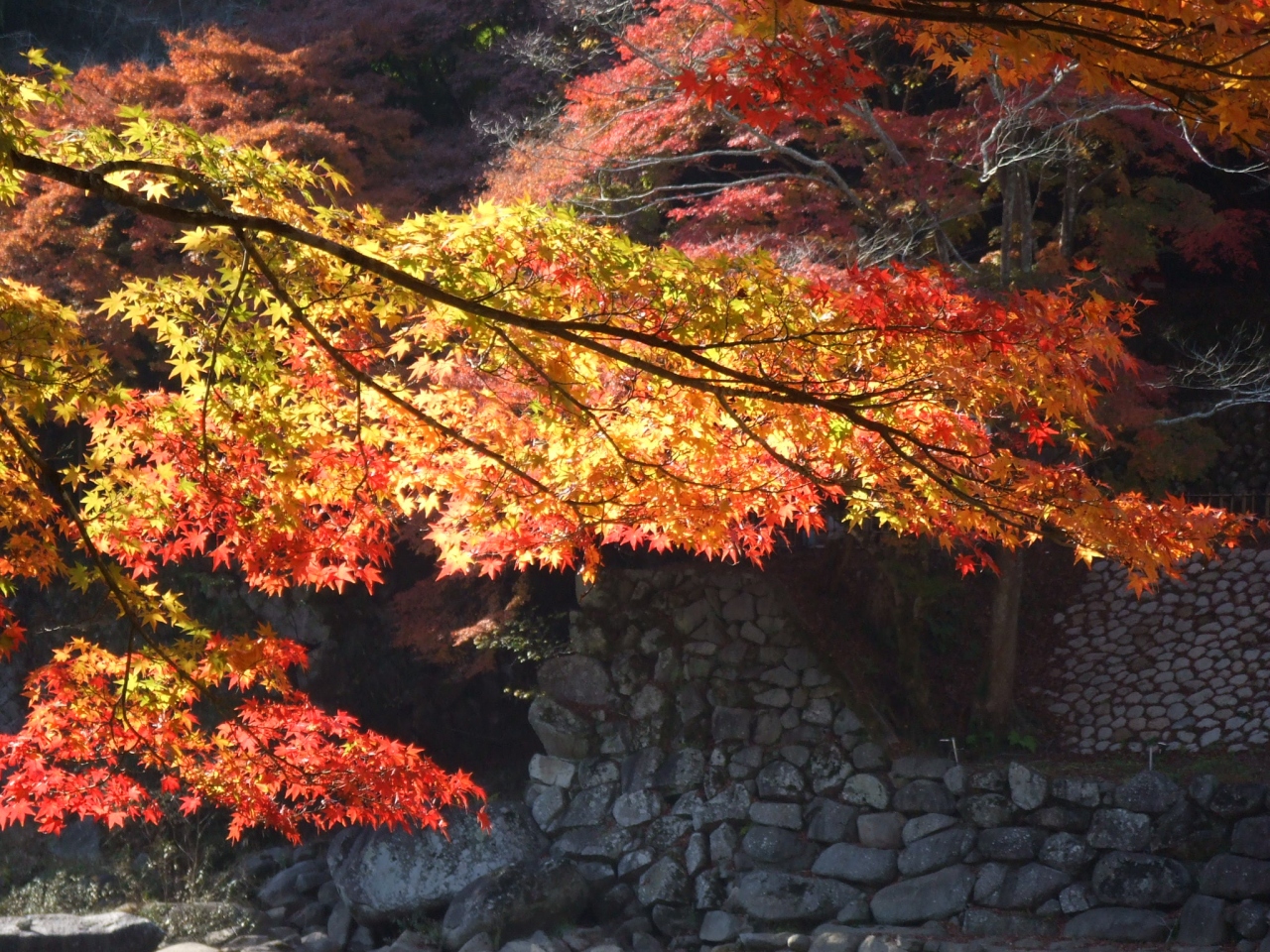 混雑必死 紅葉の香嵐渓 香嵐渓 白鷺温泉 笹戸温泉 愛知県 の旅行記 ブログ By Bonskyさん フォートラベル