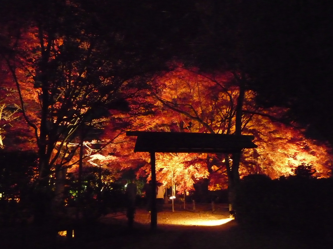 京都紅葉漫ろ歩き ９ 将軍塚のライトアップへ 東山 祇園 北白川 京都 の旅行記 ブログ By Jyugonさん フォートラベル