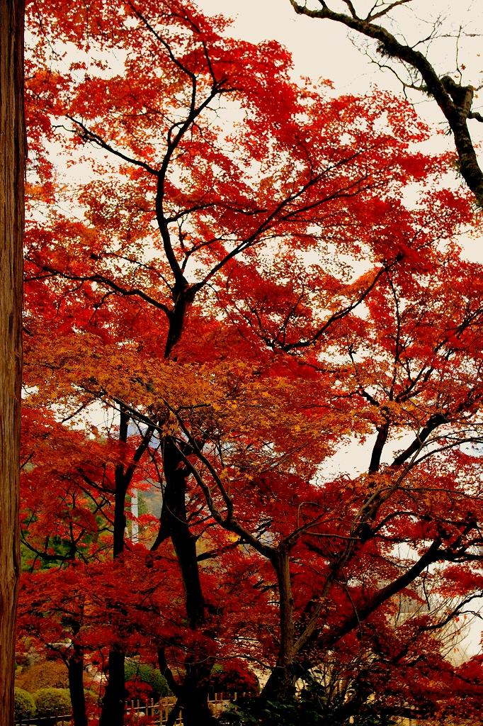 大窪寺の紅葉 さぬき 香川県 の旅行記 ブログ By ちいちゃんさん フォートラベル 大窪寺の紅葉 さぬき 香川県 の旅行記 ブログ By ちいちゃんさん フォートラベル