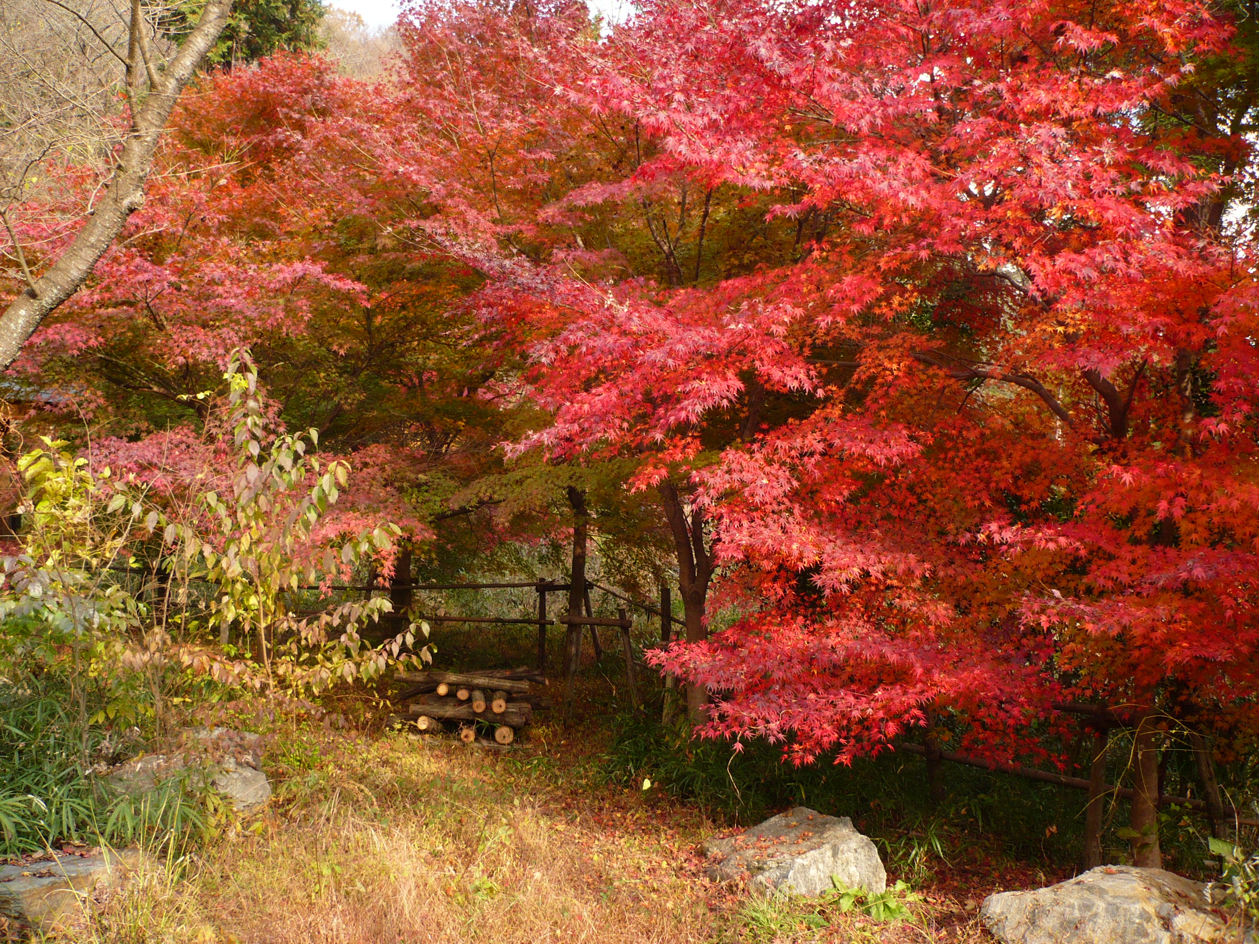 穴場 嵐山渓谷へ紅葉狩 埼玉県の旅行記 ブログ By Pailonさん フォートラベル