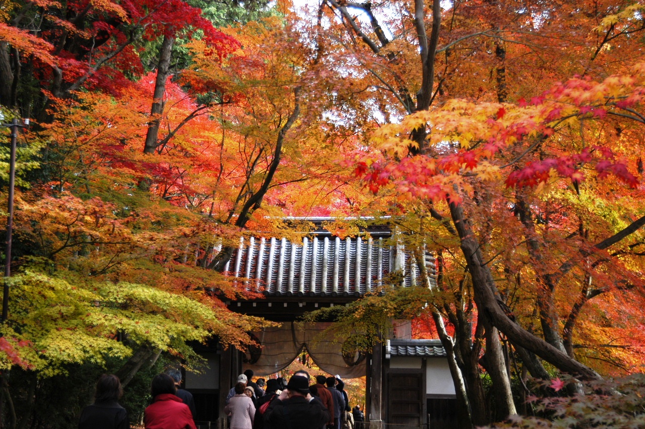光明寺の紅葉 長岡京 向日 京都 の旅行記 ブログ By Punchmsさん フォートラベル 光明寺の紅葉 長岡京 向日 京都 の旅行記 ブログ By Punchmsさん フォートラベル