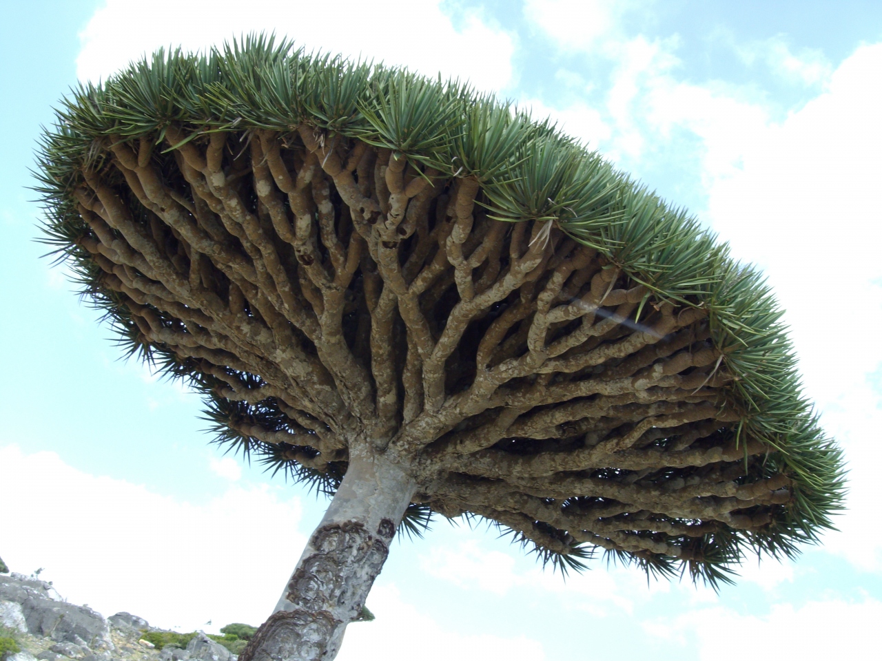 不思議な木の島 ソコトラ その他の都市 イエメン の旅行記 ブログ By ヘンタビさん フォートラベル