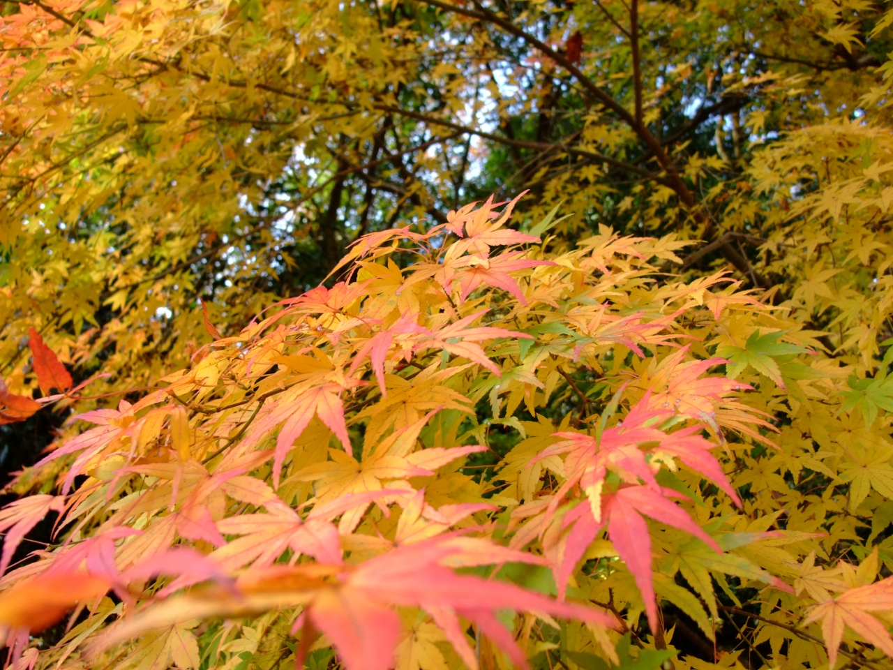 紅葉 神戸市立森林植物園 六甲山 摩耶山周辺 兵庫県 の旅行記 ブログ By Hinaちゃんさん フォートラベル