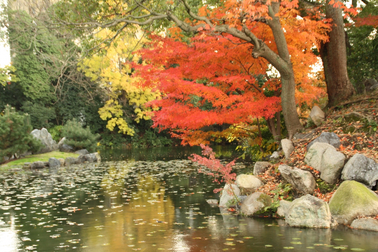 08京都紅葉最新情報3 渉成園 将軍塚大日堂 京都駅周辺 京都 の旅行記 ブログ By 花好京人さん フォートラベル 08京都紅葉最新情報3 渉成園 将軍塚大日堂 京都駅周辺 京都 の旅行記 ブログ By 花好京人さん フォートラベル