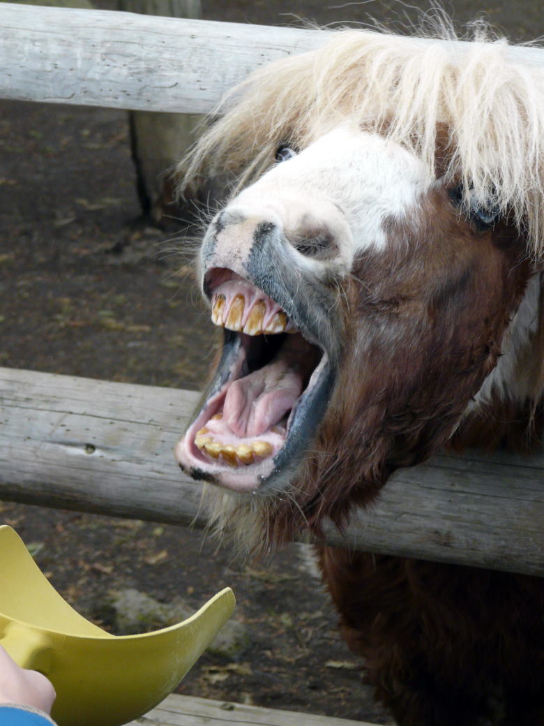 ３ 伊豆シャボテン公園 ロバとポニーのエサやり バードパラダイス カンガルーの丘 伊豆高原 静岡県 の旅行記 ブログ By ミシマさん フォートラベル
