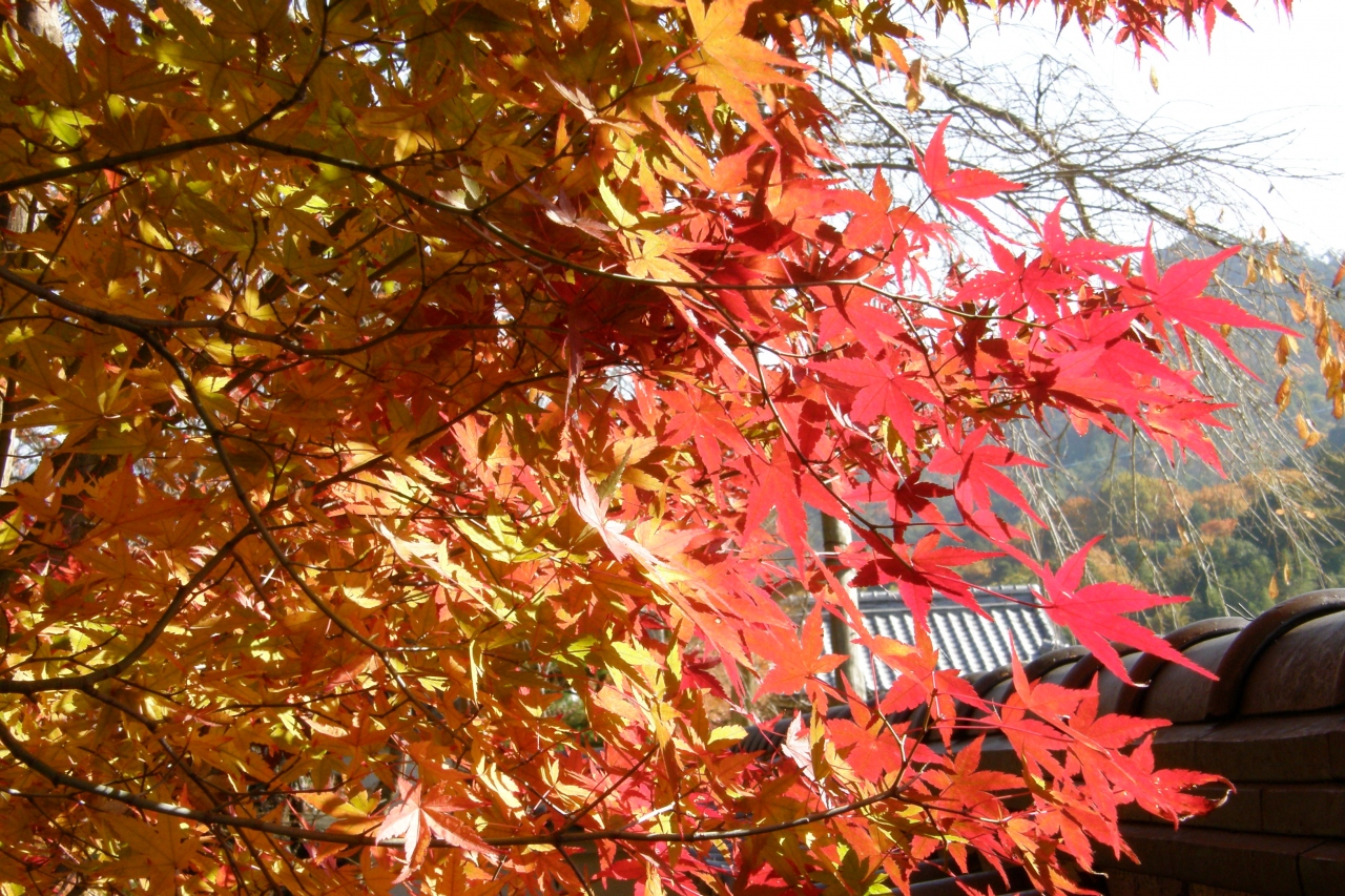 法泉寺の三色もみじ 観音寺市 香川県 の旅行記 ブログ By たかひろさん フォートラベル