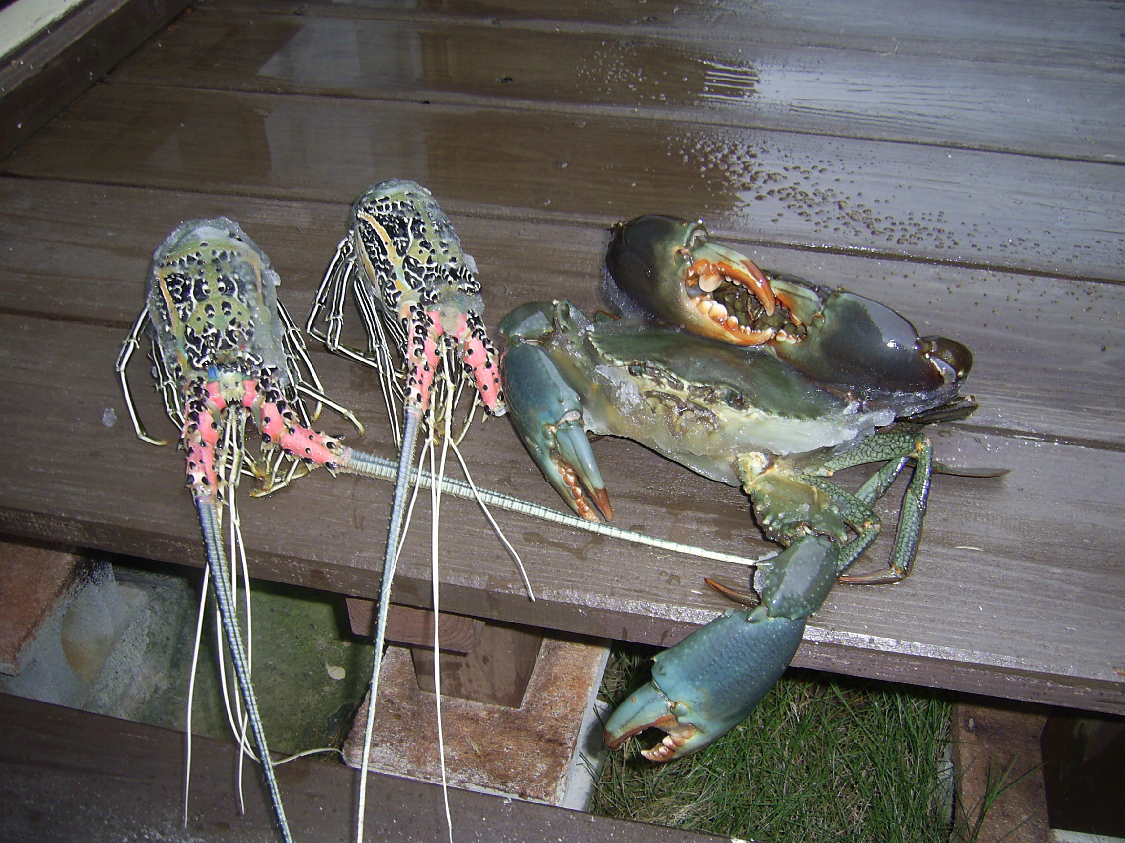やってきました西表島 その4 西表島 沖縄県 の旅行記 ブログ By あそびっこさん フォートラベル やってきました西表島 その4 西表島 沖縄県 の旅行記 ブログ By あそびっこさん フォートラベル