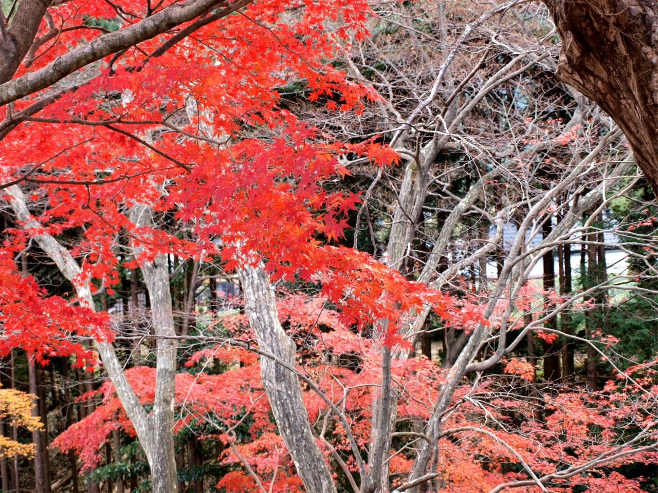 宮妻峡 水沢もみじ谷の紅葉 湯の山温泉 御在所 三重県 の旅行記 ブログ By おっちーさん フォートラベル
