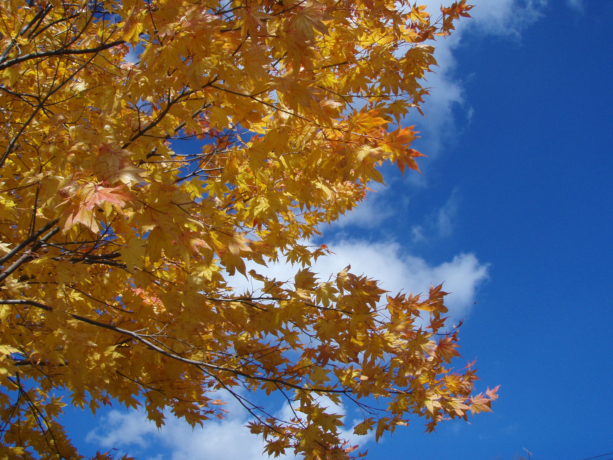 08年10月 蓼科 北横岳の紅葉は終わっていました 白樺湖 蓼科 車山 長野県 の旅行記 ブログ By Vegemaruさん フォートラベル