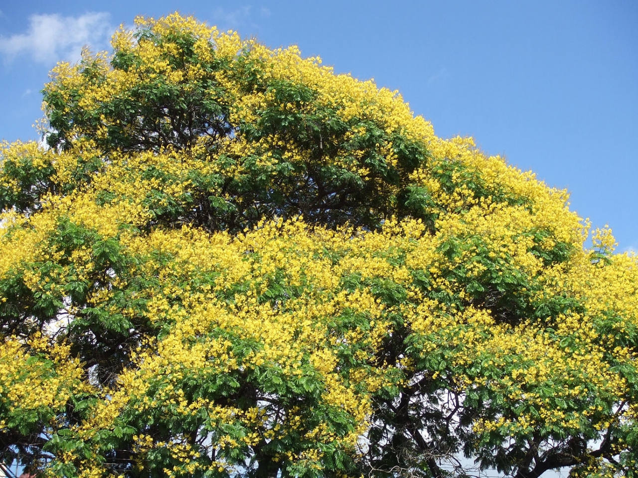 アマゾン地域の花フランボヤ 大木 Framboya 南米ボリビア国サンタクルス サンタクルス ボリビア の旅行記 ブログ By Bolivianitaさん フォートラベル