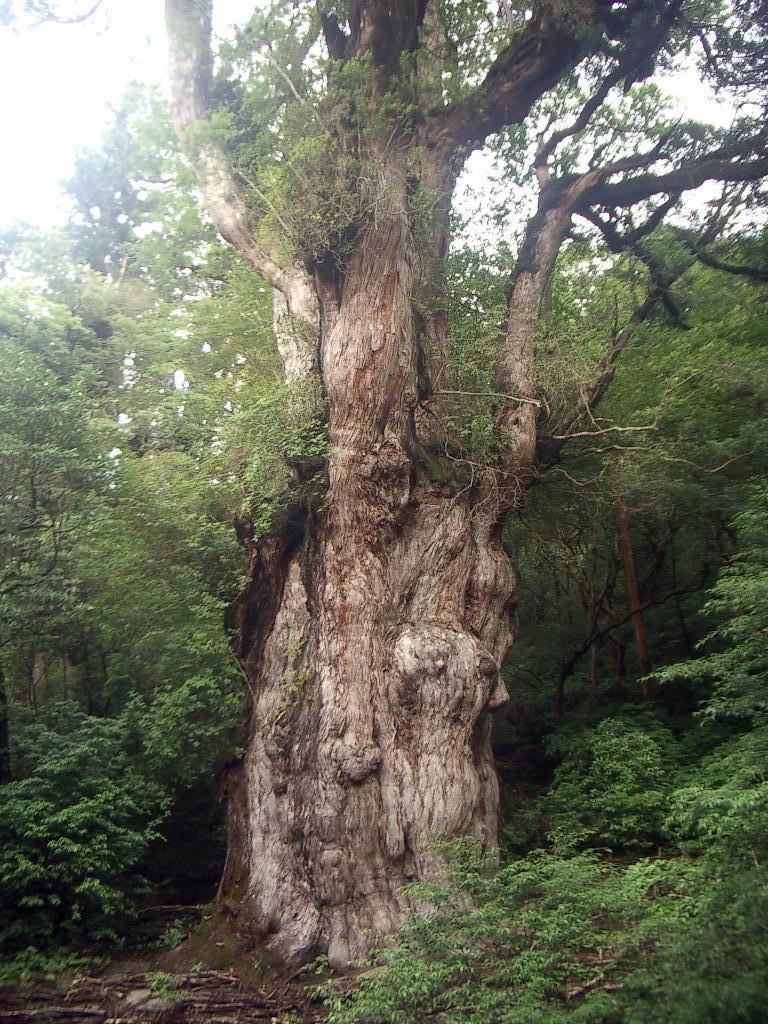 屋久島 縄文杉を訪ねて 屋久島 鹿児島県 の旅行記 ブログ By Takeおじさん フォートラベル