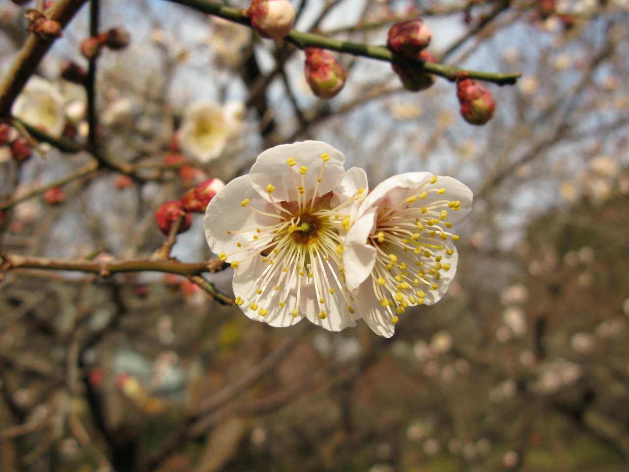 花の文化園 その１ 梅園 河内長野 大阪 の旅行記 ブログ By きよさん フォートラベル