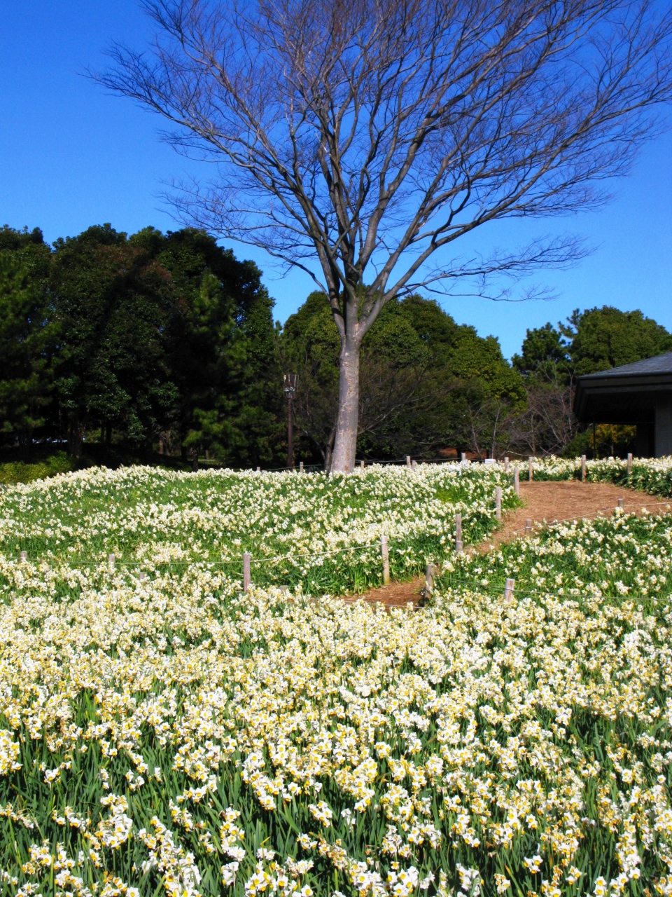 日本スイセン満開の頃 葛西臨海公園で 万本の香りを独占 葛西 東京 の旅行記 ブログ By マキタン２さん フォートラベル