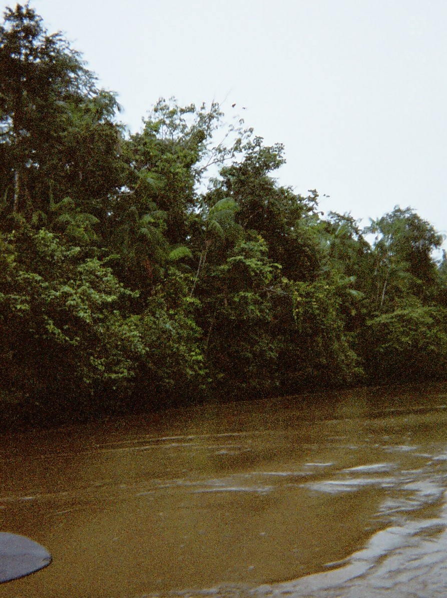 マラジョー島 アマゾンでファームステイ アマゾン ブラジル の旅行記 ブログ By Seba Gさん フォートラベル マラジョー島 アマゾンでファームステイ アマゾン ブラジル の旅行記 ブログ By Seba Gさん フォートラベル