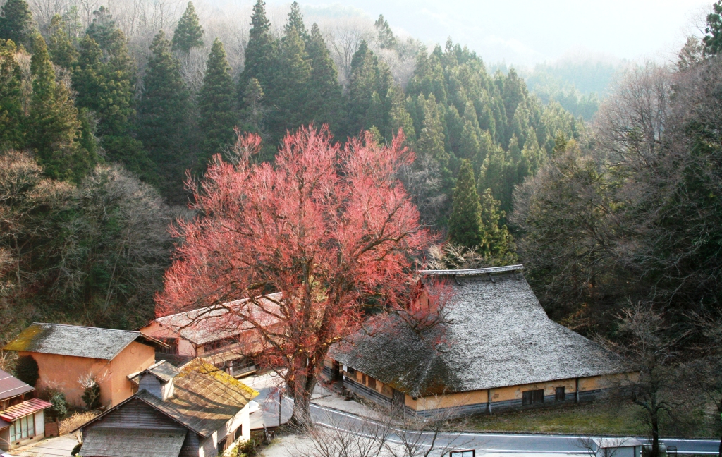 幻のミステリーフラワー 木次 雲南 島根県 の旅行記 ブログ By トラベルクリエイトの大番頭さん フォートラベル 幻のミステリーフラワー 木次 雲南 島根県 の旅行記 ブログ By トラベルクリエイトの大番頭さん フォートラベル
