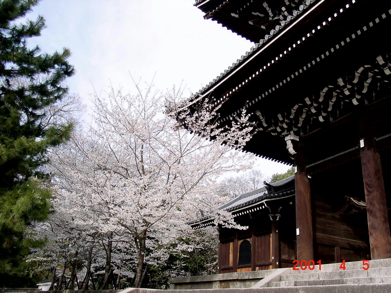 京都府 京都の桜 知恩院 円山公園 八坂神社 東山 祇園 北白川 京都 の旅行記 ブログ By Bossさん フォートラベル