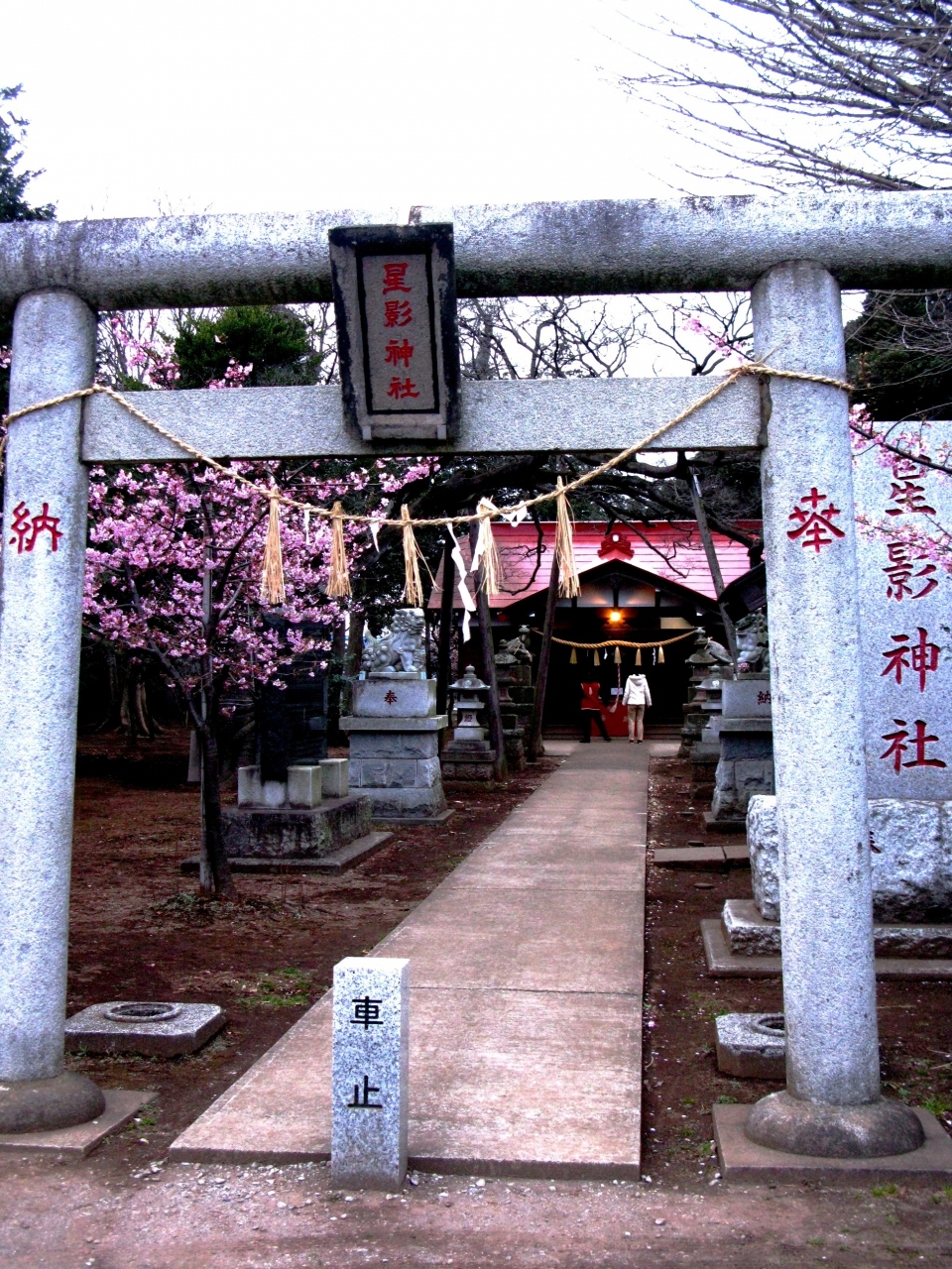 星影神社の御神木 花々開いて その姓は河津 名はさくら 船橋 習志野 千葉県 の旅行記 ブログ By マキタン２さん フォートラベル