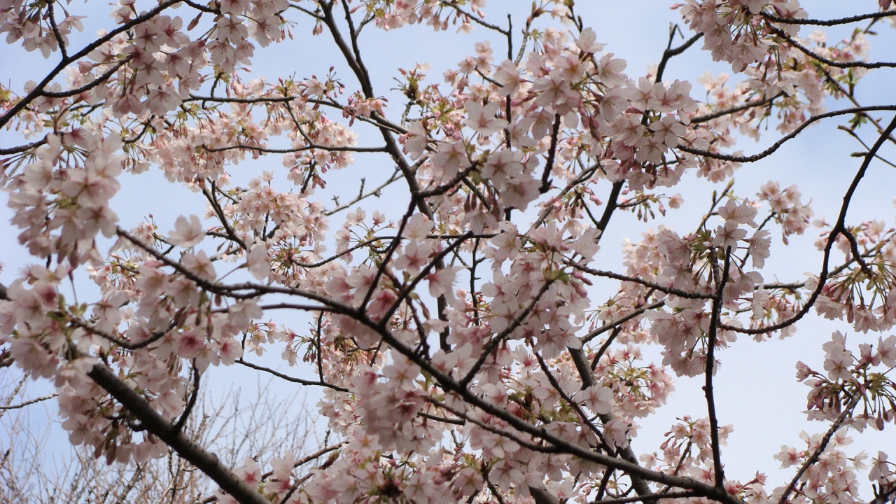 玉縄桜 大船フラワーセンター 鎌倉 神奈川県 の旅行記 ブログ By Hn11さん フォートラベル