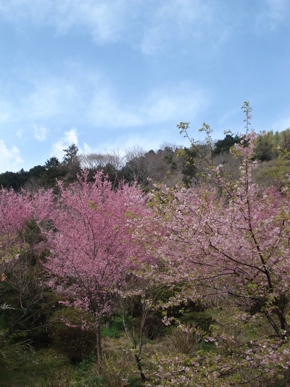 満開 里山のおかめ桜 小田原市 根府川 小田原 神奈川県 の旅行記 ブログ By Momotaさん フォートラベル