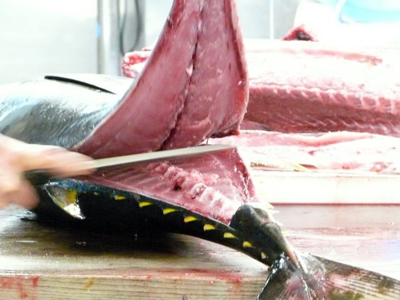 三島駅前の鮮魚店 山田竹次郎商店 の魚魚っと 朝市 近海マグロの解体ショー ミシマトイスのベイブレード大会 三島 静岡県 の旅行記 ブログ By ミシマさん フォートラベル