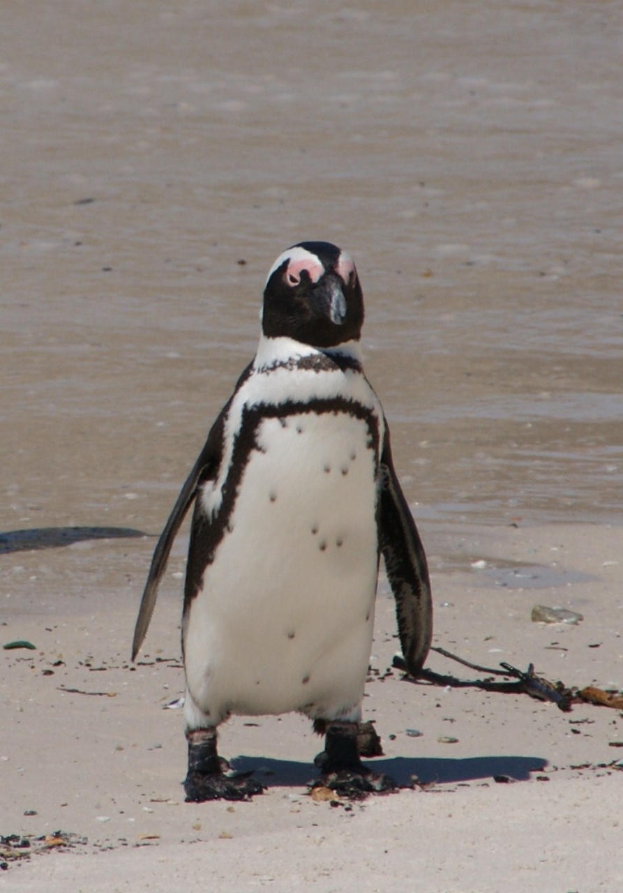 ペンギン アザラシ が一杯 そしてヒヒも ケープタウン 南アフリカ共和国 の旅行記 ブログ By Naniwa Ladyさん フォートラベル