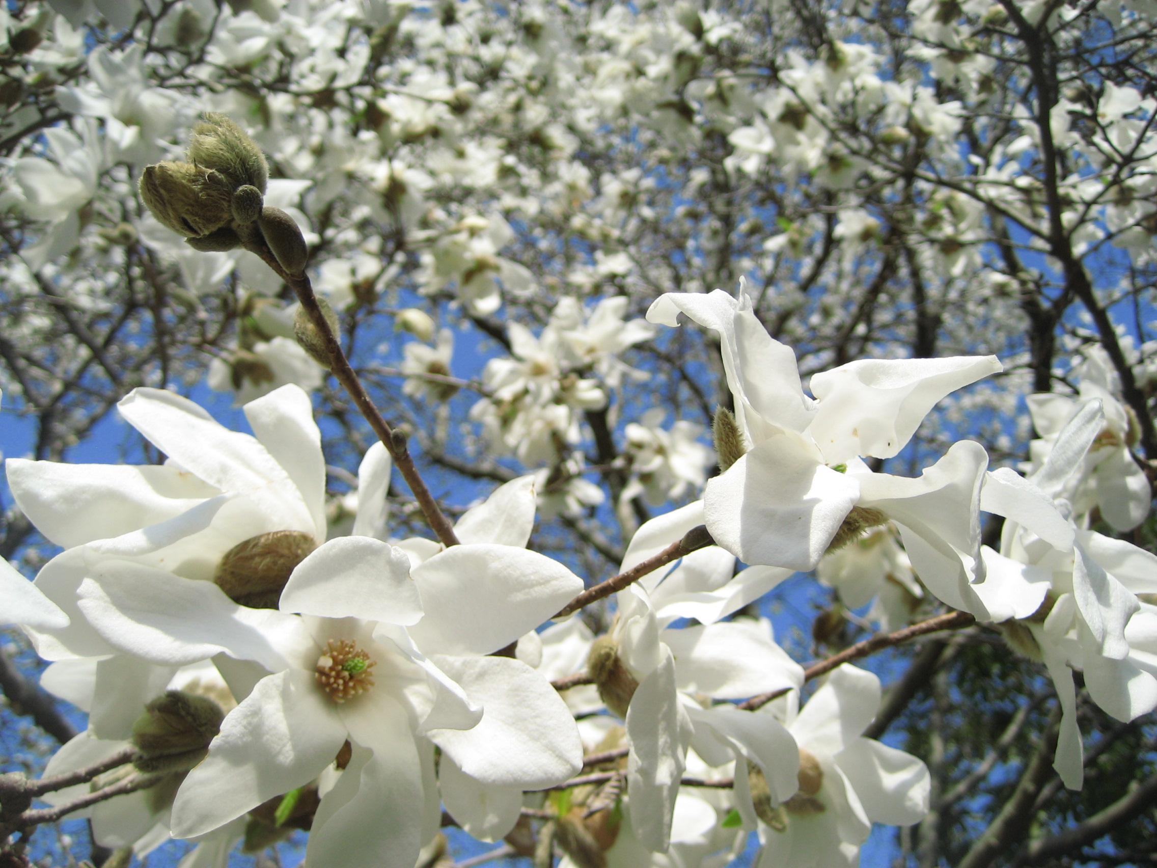 春の花を求めて森林公園 1 いつもと違って中央口から 春の花木たち 東松山 埼玉県 の旅行記 ブログ By まみさん フォートラベル