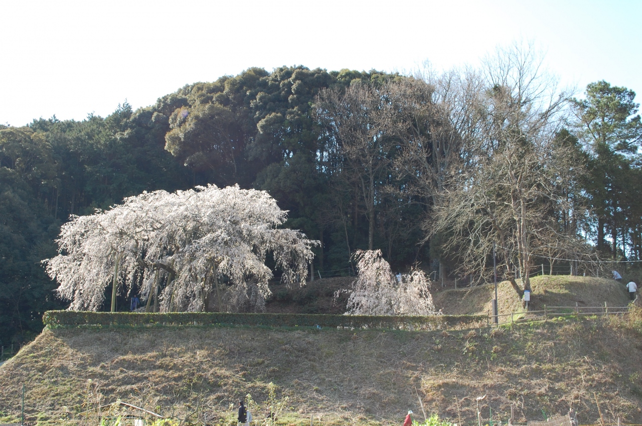 岡崎市 奥山田のしだれ桜 満開です 岡崎 愛知県 の旅行記 ブログ By Hokkaさん フォートラベル