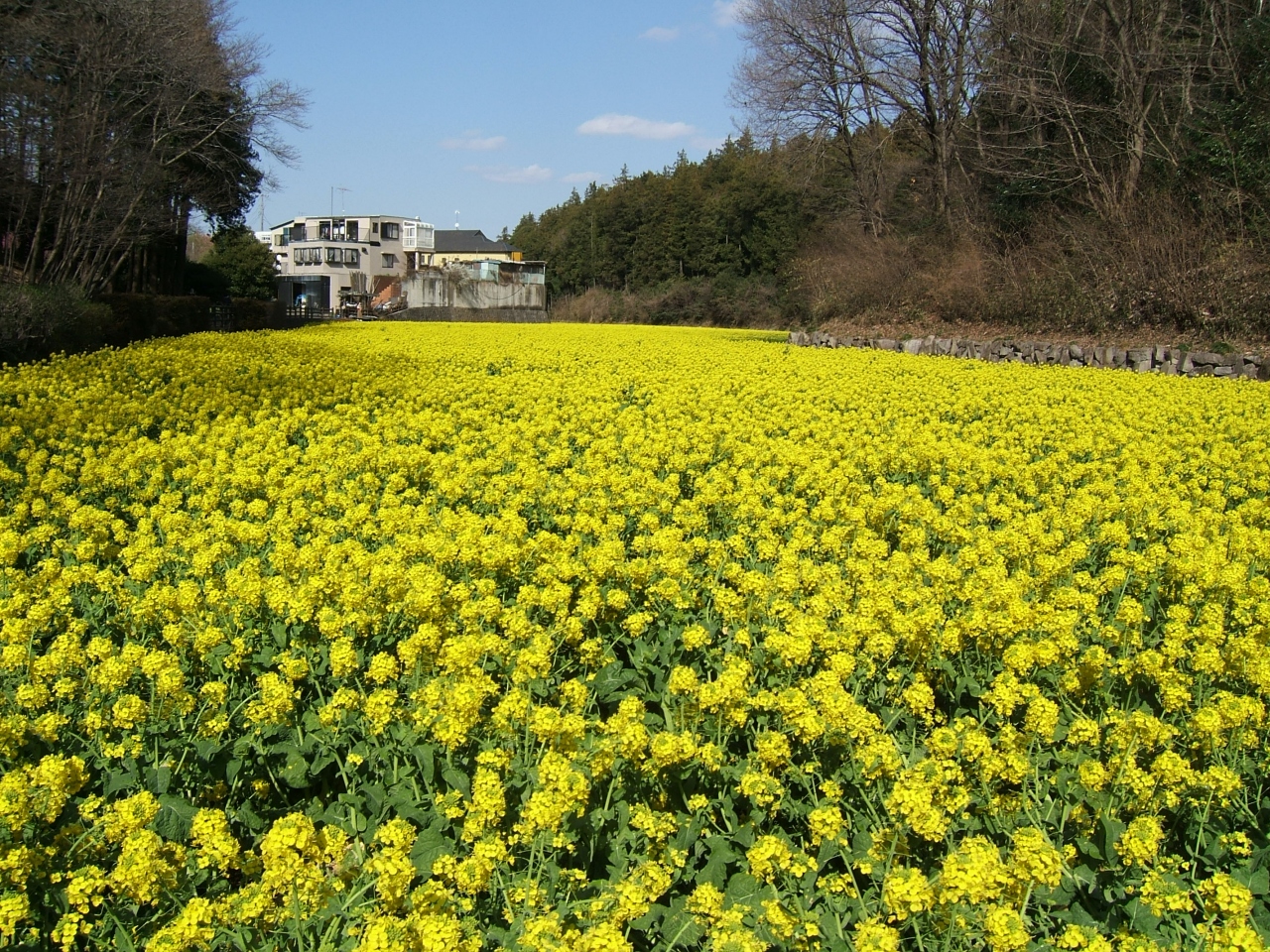 三ツ境 隠れた菜の花名所 追分市民の森 09 神奈川県の旅行記 ブログ By どんとこい さん フォートラベル