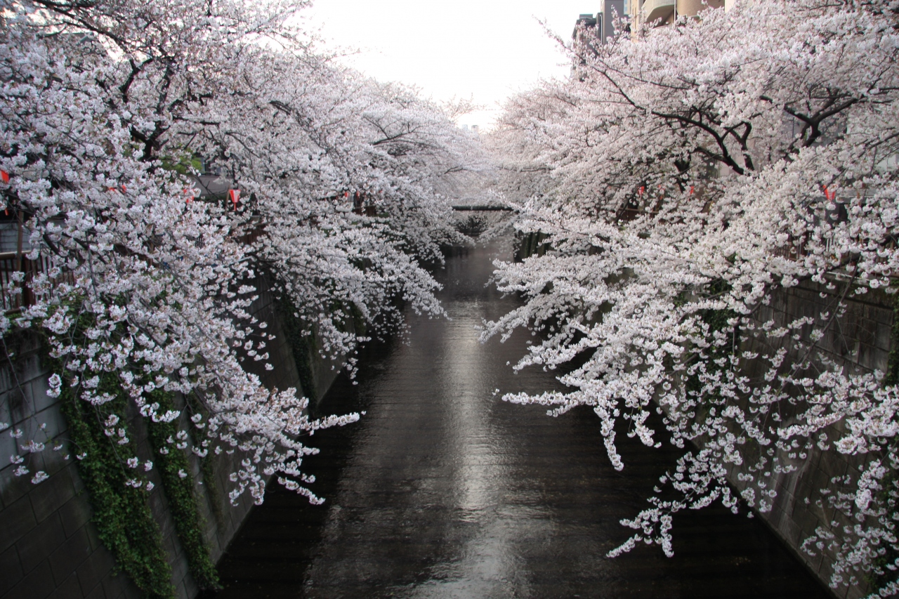 花見を計画のあなたへ 目黒川サクラ最新情報 夜桜もきれいです 中目黒 祐天寺 東京 の旅行記 ブログ By ぬいぬいさん フォートラベル 花見を計画のあなたへ 目黒川サクラ最新情報 夜桜もきれいです 中目黒 祐天寺 東京 の旅行記 ブログ By ぬいぬいさん フォートラベル